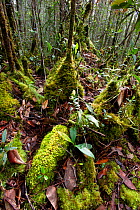 Montane mossy heath forest or 'kerangas'. southern plateau, Maliau Basin, Sabah's 'Lost World', Borneo.