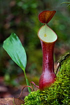 Upper pitcher of Pitcher Plant (Nepenthes reinwardtiana). Montane mossy heath forest or 'kerangas', Maliau Basin, Sabah's 'Lost World', Borneo.
