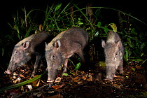 Bearded Pigs (Sus barbatus) foraging on forest floor. Near Nepenthes Field Camp, mid-altitude montane forest, Sabah's 'Lost World', Borneo.