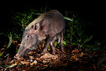 Bearded Pig (Sus barbatus) foraging on forest floor. Near Nepenthes Field Camp, mid-altitude montane forest, Sabah's 'Lost World', Borneo.