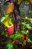 Large aerial pitchers of natural hybrid Pitcher Plant (Nepenthes stenophylla x Nepenthes veitchi). Montane mossy heath forest or 'kerangas', Maliau Basin, Sabah's 'Lost World', Borneo.