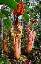 Large aerial pitchers of natural hybrid Pitcher Plant (Nepenthes stenophylla x Nepenthes veitchi). Montane mossy heath forest or 'kerangas', southern plateau, Maliau Basin, Sabah's 'Lost World', Borne...
