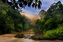 Dawn over the Segama River, with mist hanging over lowland rainforest. Heart of Danum Valley, Sabah, Borneo.