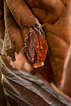 Giant Deaf-Leaf Mantis (Deroplatys desiccata) camouflaged against leaves. Maliau Basin, Sabah's 'Lost World', Borneo.