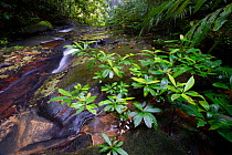 Side channel overflow at the top of Upper Ginseng Falls on a tributary of the Maliau River. Centre of Maliau Basin, Sabah's 'Lost World', Borneo.