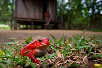Tomato Frog (Dyscophus antongilii) in front of village hut. Masoala National Park, north eastern Madagascar, November.