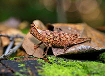 RF- Stump-tailed or Leaf Chameleon (Brookesia superciliaris) camouflaged against leaves. Masoala National Park, North Eastern Madagascar, November. (This image may be licensed either as rights managed...