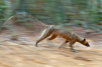 Adult Fossa (Crytoprocta ferox) female running across deciduous forest floor. Kirindy Forest, western Madagascar, November.