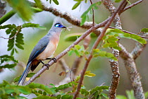 Adult Crested Couca (Coua cristata) with insect prey in forest canopy. Ankarana Reserve, northern Madagascar, November.