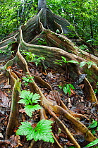 Buttress roots of Shorea sp. within lowland rainforest. Danum Valley, Sabah, Borneo.