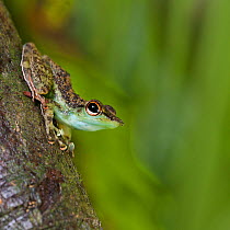 Black-spotted Rock Frog (Staurois natator). Centre of Maliau Basin, Sabah's 'Lost World', Borneo.