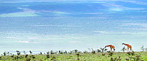 Masai Giraffes (Giraffa camelopardalis) on open plains browsing Whistling Thorn Acacia (Acacia drepanolobium). Slopes of the Ngorongoro Highlands with the Serengeti Plains beyond, Tanzania. (Digitally...