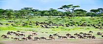 Herd of White-bearded Wildebeest (Connochaetes taurinus albojubatus) with calves in Long Gully near Ndutu on their annual migration. Ngorongoro Conservation Area, Serengeti Ecosystem, Tanzania. (Digit...