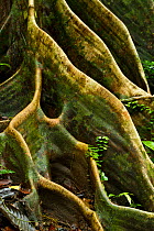 Buttress roots of Shorea sp. within lowland rainforest. Danum Valley, Sabah, Borneo.