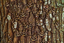 Jersey tiger moth (Euplagia quadripunctaria) large numbers resting on trunk of Sweetgum trees (Liquidambar orientalis) in the Petaloudes Valley, Rhodes island, Greece, August 2011