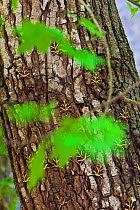 Jersey tiger moth (Euplagia quadripunctaria) large numbers resting on trunk of Sweetgum tree (Liquidambar orientalis) in the Petaloudes Valley, Rhodes island, Greece, August 2011