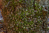 Jersey tiger moth (Euplagia quadripunctaria) large numbers resting on trunk of Sweetgum tree (Liquidambar orientalis)in the Petaloudes Valley, Rhodes island, Greece, August 2011