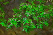 Jersey tiger moth (Euplagia quadripunctaria) large numbers resting on leaves of Sweetgum trees (Liquidambar orientalis) in the Petaloudes Valley, Rhodes island, Greece, August 2011