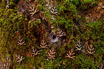 Jersey tiger moths (Euplagia quadripunctaria) resting on trunk of Sweetgum tree (Liquidambar orientalis) near opening of funnel-web spider nest, in the Petaloudes Valley, Rhodes island, Greece, August...
