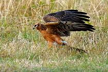 Montagu's Harrier (Circus pygargus) on ground. The Vendeen Marsh, France, July.