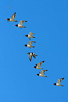 Flock of Oystercatchers (Haematopus ostralegus) flying in formation. Breton Marsh, French Atlantic Coast, August.