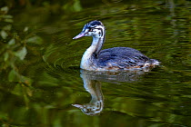 Young Great Crested Grebe (Podiceps cristatus) on water. The Vendeen Marsh, French Atlantic Coast, August.