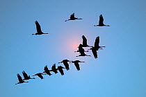 Flock of Common Crane (Grus grus) in flight silhouetted against the sun. France, November.