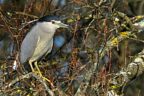 Black Crowned Night Heron (Nycticorax Nycticorax) in tree. The Vendeen Marsh, French Atlantic Coast, February.