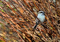 Long Tailed Tit (Aegithalos caudatus) perched among twigs. The Vendeen Marsh, French Atlantic Coast, February.