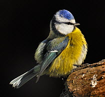 Blue Tit (Parus caeruleus) with puffed-up feathers. The Vendeen Marsh, French Atlantic Coast, January.