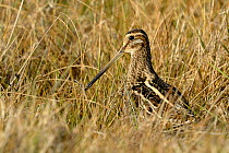 Snipe (Gallinago gallinago) in grass. The Vendeen Marsh, French Atlantic Coast, January.