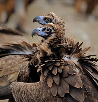 Two European Black Vultures (Aegypius monachus). Spanish Pyrenees, Europe, February.