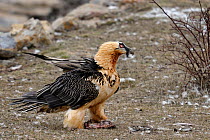 Bearded vulture (Gypaetus barbatus) on ground. Spanish Pyrenees, Europe, February.