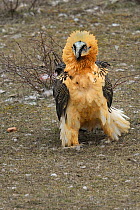 Bearded vulture (Gypaetus barbatus) on ground. Spanish Pyrenees, Europe, February.