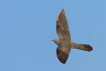 European Cuckoo (Cuculus canorus) in flight. The Vendeen Marsh, French Atlantic Coast, April.