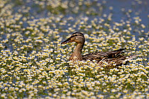 Female Mallard Duck (Anas platyrhynchos) on water among flowering pond weed. The Vendeen Marsh, French Atlantic Coast, April.