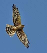 Montagu's Harrier (Circus pygargus) in flight showing underwing plumage. The Vendeen Marsh, French Atlantic Coast, May.