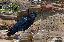 Common / Northern Raven (Corvus corax) calling from rock perch. Varanger, Norway, June.