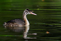 Great Crested Grebe (Podiceps cristatus) chick on water. The Vendeen Marsh, French Atlantic Coast, September.