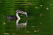 Great Crested Grebe (Podiceps cristatus) chick on water, about to swallow a fish. The Vendeen Marsh, French Atlantic Coast, September.