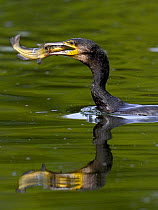 Common Cormorant (Phalacrocorax carbo) about to swallow fish. The Vendeen Marsh, French Atlantic Coast, September.