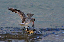 Bar Tailed Godwits (Limosa lapponica) fighting in water. Breton Marsh, French Atlantic Coast, December.