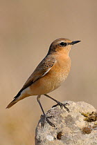 Wheatear (Oenanthe oenantha) perched on rock. The Vendeen Marsh, French Atlantic Coast, August.