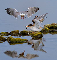 Common Tern (Sterna hirundo) in flight, having dropped a fish to one of its chicks. Texel Island, Holland, July.