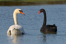 Mute Swan (Cygnus olor) and Black Swan (Cygnus atratus) facing each other on water. The Vendeen Marsh, French Atlantic Coast, October.