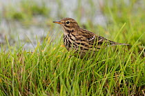 Meadow Pipit (Anthus pratensis) on grass. The Vendeen Marsh, French Atlantic Coast, November.
