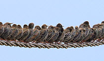 Row of Starlings (Sturnus vulgaris) perched on wire. The Vendeen Marsh, French Atlantic Coast, November.