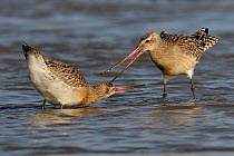 Bar Tailed Godwits (Limosa lapponica) fighting in water. Breton Marsh, French Atlantic Coast, January.