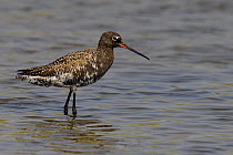 Spotted Redshank (Tringa erythropus) in shallow water. The Vendeen Marsh, French Atlantic Coast, April.