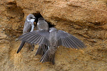 Sand Martins (Riparia riparia) gathering around their nesting hole in sand cliff. Norway, Europe, June.